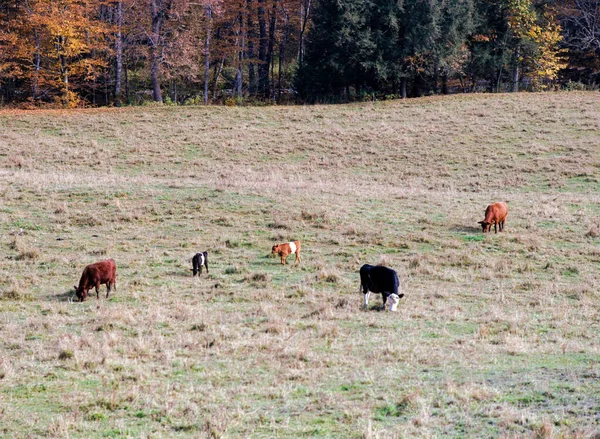 A Family of Cows Grazes on Beautiful Farmland — Stock Photo, Image