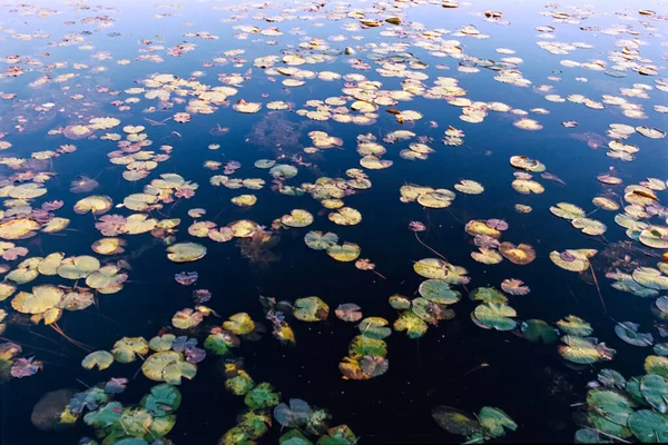 Lily Pads plovoucí na hladině jezírka — Stock fotografie