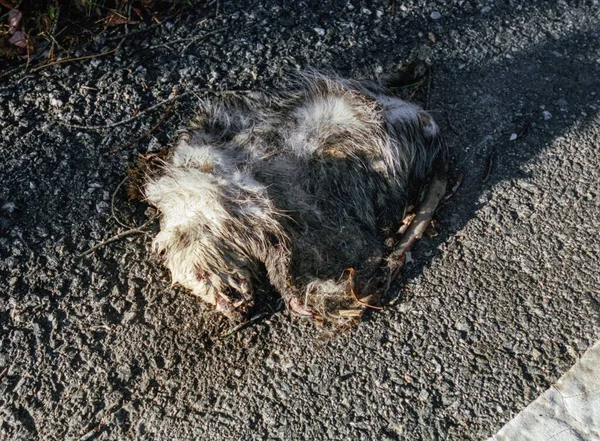 Una zarigüeya frunció el ceño en la muerte al borde de la carretera — Foto de Stock