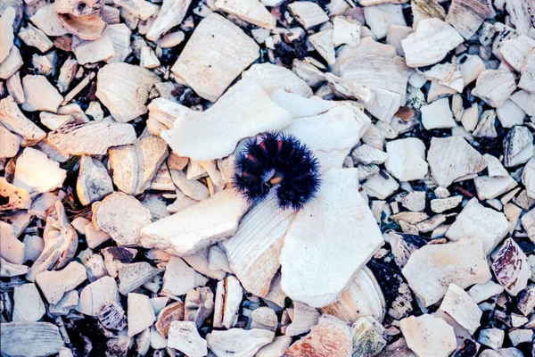 A Curled Up Giant Leopard Moth Caterpillar