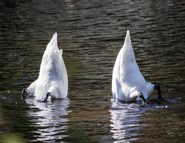 Two Swans Eating from the Bottom of the Pond with their Butts in the Air Stock Picture