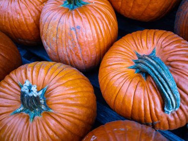 Marketteki balkabakları satışa hazır.