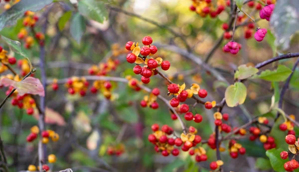 Red Oriental Bittersweet Berries on a Vine — Stock Photo, Image
