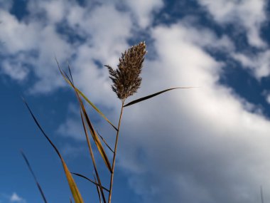 Bir, Bekar, Uzun Reed Kısmen Bulutlu Bir Gökyüzüne Karşı