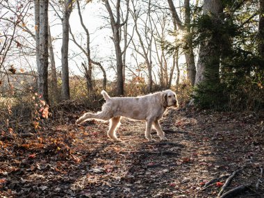 Beyaz İtalyan Spinone Köpeği Güneşin Halesi Olurken Tekmeliyor