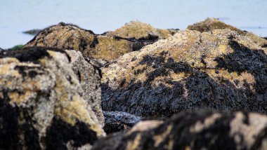 İrlanda yosunu ve midye bir kayaya yapışır.