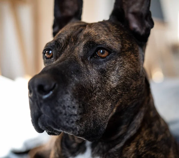 Bir Uyarı Pitbul Endişeli bir bakışla Hazır Duruyor — Stok fotoğraf