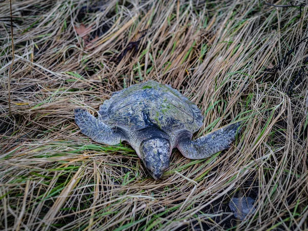 Une tortue de mer Kemps Ridley morte sur l'herbe — Photo