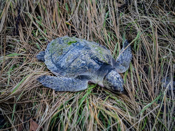 Uma tartaruga marinha morta de Kemps Ridley na grama — Fotografia de Stock