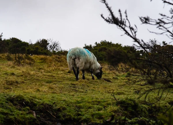 Uma ovelha solitária come grama em Heathland em Dartmoor — Fotografia de Stock