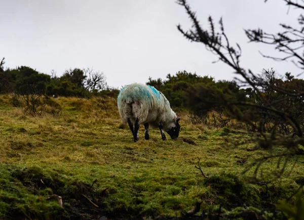 Een eenzame schaap eet gras op heide in Dartmoor Stockfoto