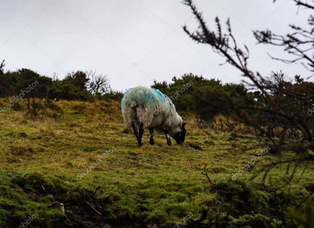 A Lone Sheep Eats Grass On Heathland In Dartmoor