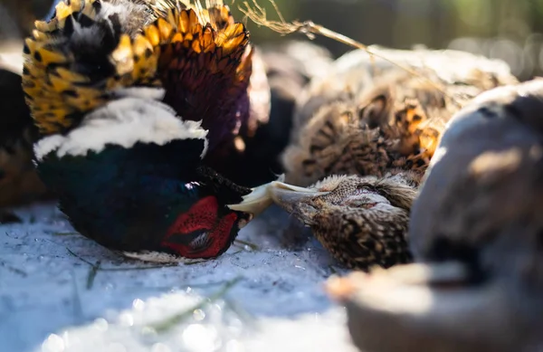 雪の上の冬の太陽の下で2羽の死んだ鳥のキスくちばし — ストック写真