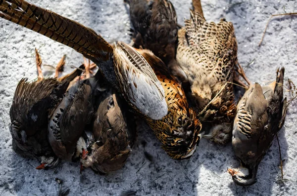 Ölü av kuşları kışın avlandıktan sonra sıraya girerler. — Stok fotoğraf