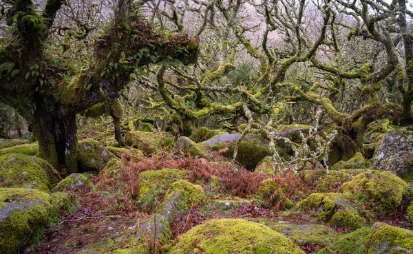 Bomen groeien laag tot de grond bedekt met mos en Lichen Stockafbeelding