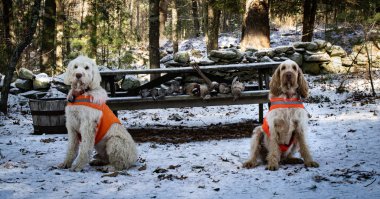 İki av köpeği gururla avlanırlar.