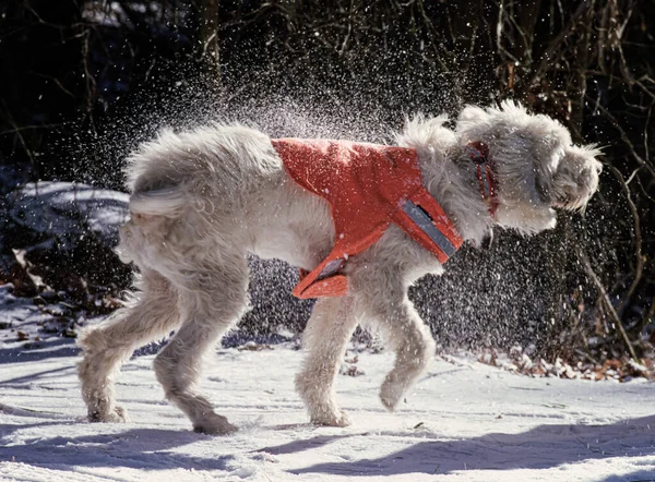 Italiaanse Spinone Hond met Oranje Vest schudt uit de sneeuw Stockfoto