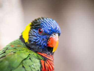A Close-up of A Rainbow Lorys Portrait with Plenty of Copy Space