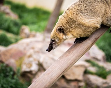 A Ring-Tailed Coati on a Long Tree Branch Looks Down At Something