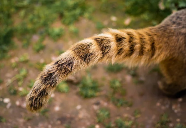 La cola anular de un Coati en primer plano con un fondo fuera de foco . — Foto de Stock