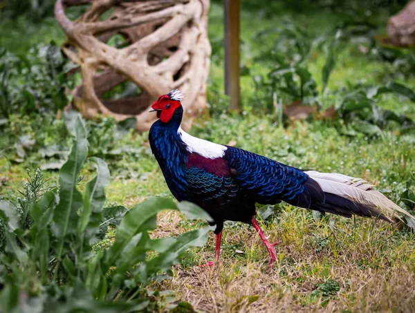 A Swinhoe Pheasant Walks Along The Ground And Shows Off Its Feathers — ストック写真