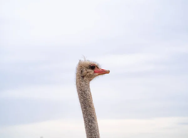 Профиль страуса против неба — стоковое фото