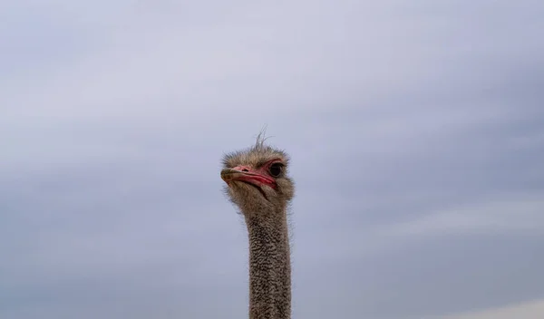 An Ostrich Looks Doubtfully Down On The Viewer — Zdjęcie stockowe