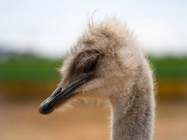Uma avestruz triste é decepcionada em algo — Fotografia de Stock