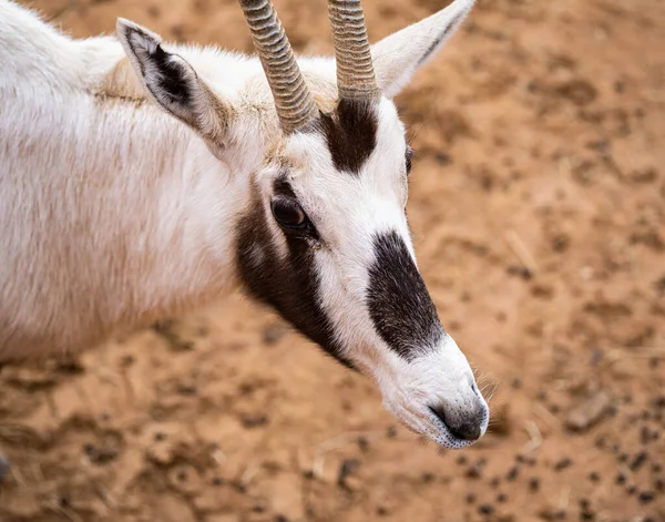 An East African Oryx looks on fearfully in the desert