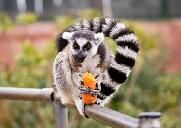 A Ring Tailed Lemur Sitting On a Fense Eating A Carrot — Stock Photo, Image