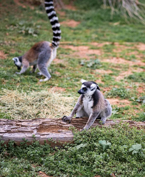 Two Ring Tail Lemurs Sit On The Ground — Stockfoto