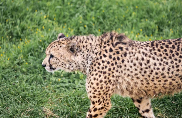 A Cheetah Stalks Through The Green Grass Quietly — Stockfoto
