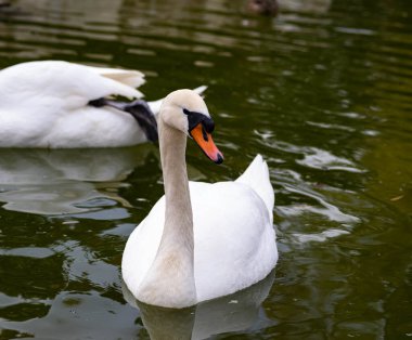 A Swan With Dirty White Feathers and An Orange Bill