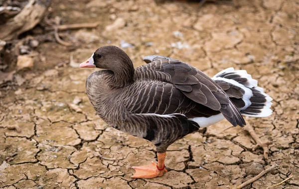 A Female Mallard Duck Stands On One Leg in Cracked Dry Mud — Stock fotografie
