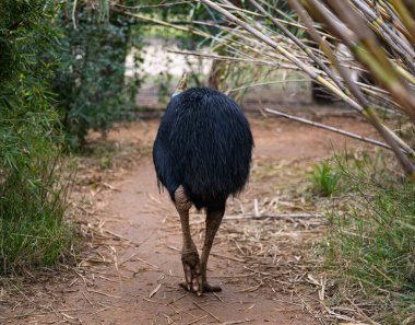 A massive Cassowary Bird Walks Along A Path In The Forest