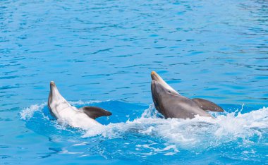 Two Bottle Nosed Dolphins Roll Around In the Water