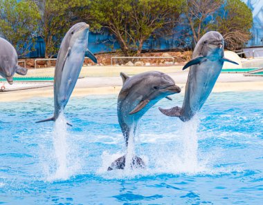 Athens Greece, March 2nd, 2020, Four Bottle Nosed Dolphins Leap From the Water
