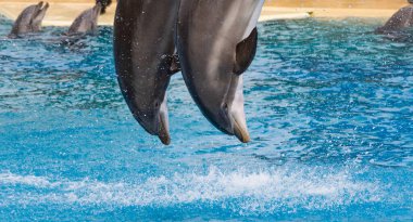 Athens Greece, March 2nd 2020, Two Bottle Nosed Dolphins Leap From the Water With Their Heads Down