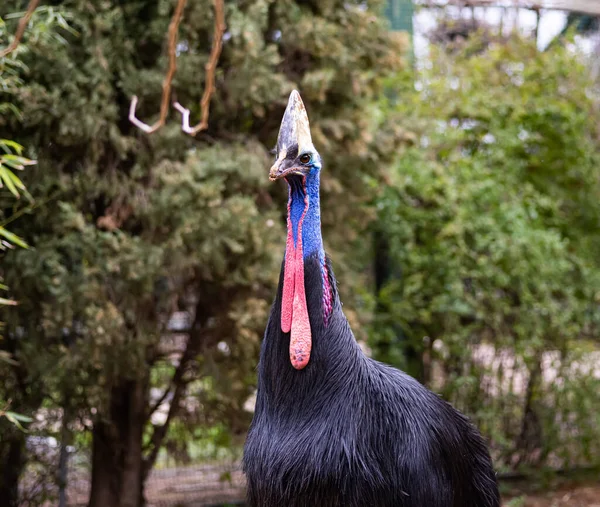 A flightless Southern Cassowary bird walking through a forest with some buildings in the background — Stok fotoğraf