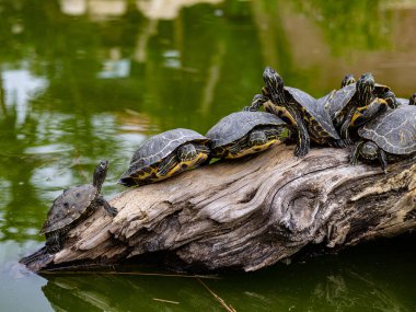 Many turtles sun themselves on a log in a pond