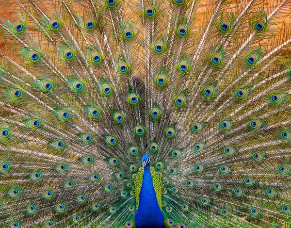 Beautiful Blue Male Peacock with Its Train of Feathers Spread Wide — Stok fotoğraf