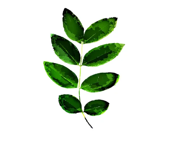 Green Leaf Illustration White Background Wallpaper Texture — 스톡 사진