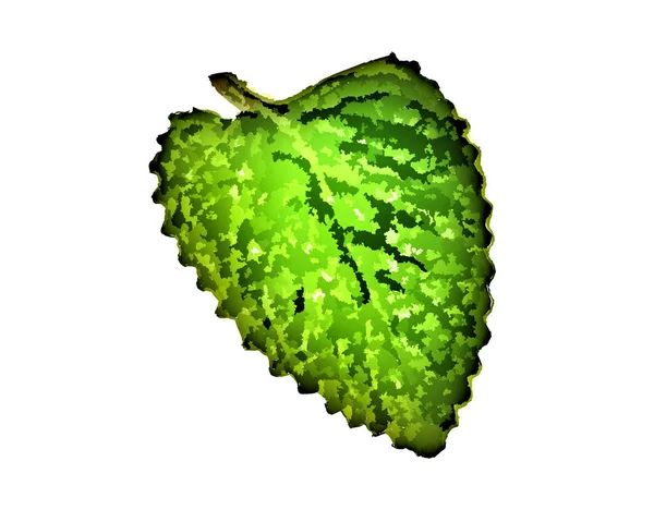 Green Leaf Illustration White Background Wallpaper Texture — 스톡 사진