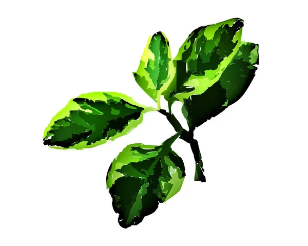 Ілюстрація Зеленого Листя Білому Тлі Шпалер Або Текстури — стокове фото