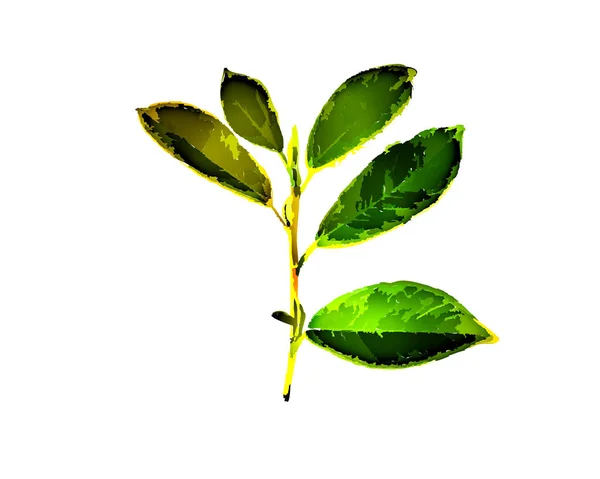 Green Leaf Illustration White Background Wallpaper Texture — 스톡 사진