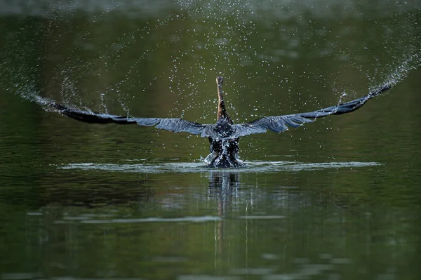 Great Blue Heron Landing Water — Stock Photo, Image