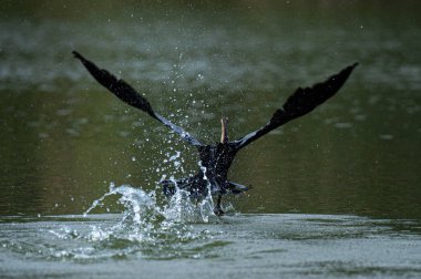 Büyük mavi balıkçıl suya iniyor.