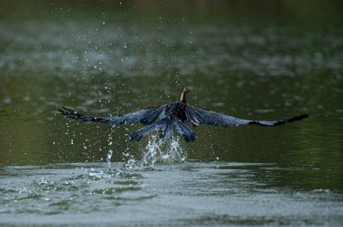 Büyük mavi balıkçıl suya iniyor.