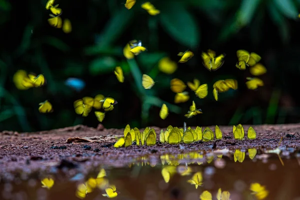 Närbild Monarch Fjäril Monark Fjäril Som Äter Rosa Blommor Sommarträdgård — Stockfoto