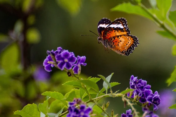 Zbliżenie Monarchy Motyl Monarcha Motyl Żywiący Się Różowymi Kwiatami Letnim — Zdjęcie stockowe